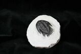 Nice Mrakibina Trilobite Fossil - #12945-1